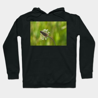 Plantago Hoodie